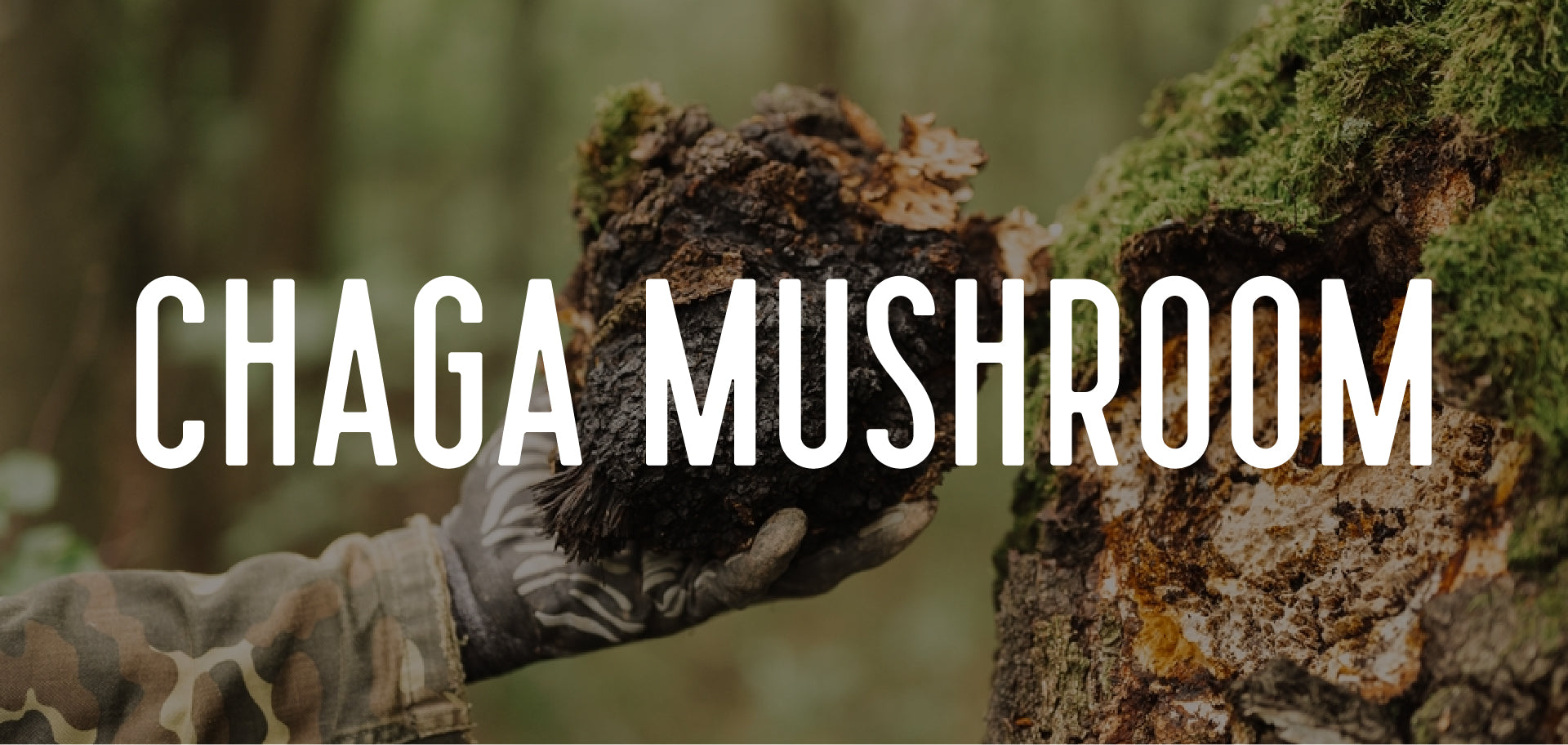 Origin of Chaga Mushroom